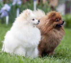 two Poms sitting